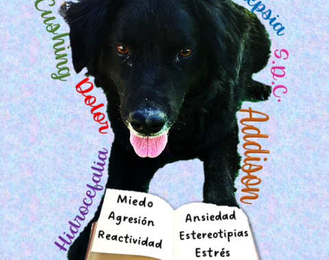 Enfermedades y Comportamiento canino: métodos a nuestro alcance